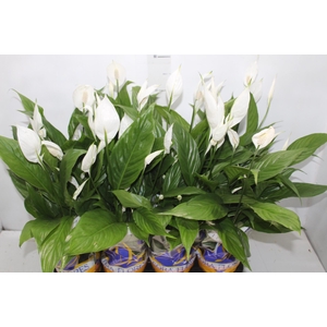 SPATHIPHYLLUM P15 MIN 5 HT COM FLOR