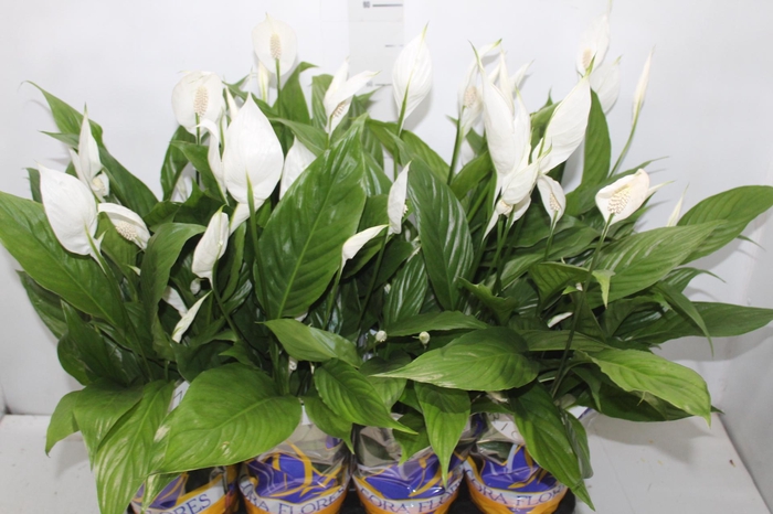 SPATHIPHYLLUM P15 MIN 5 HT COM FLOR
