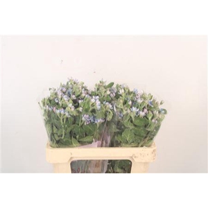 Oxypetalum Tan Pur Blue