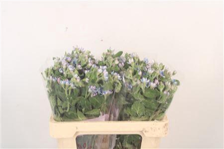 <h4>Oxypetalum Tan Pur Blue</h4>