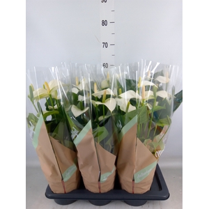 Anthurium andr. 'Snow Love'