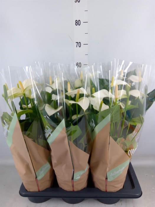 <h4>Anthurium andr. 'Snow Love'</h4>