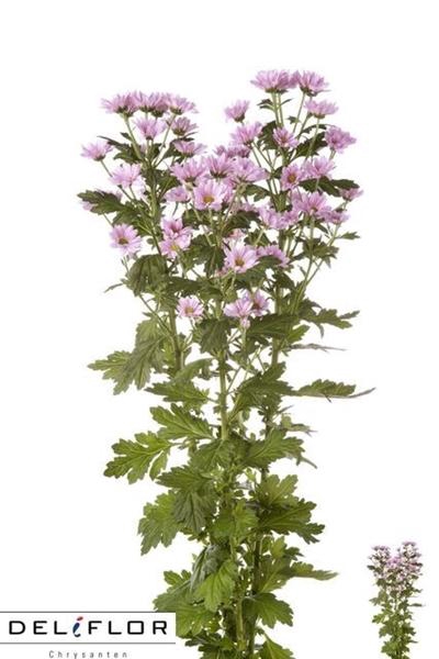 <h4>CHR SAN ASHTON</h4>