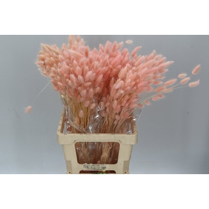Dried Lagurus Peach