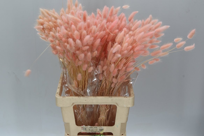 <h4>Dried Lagurus Peach</h4>
