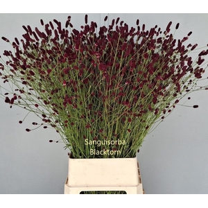 SANG BLACKTHORN