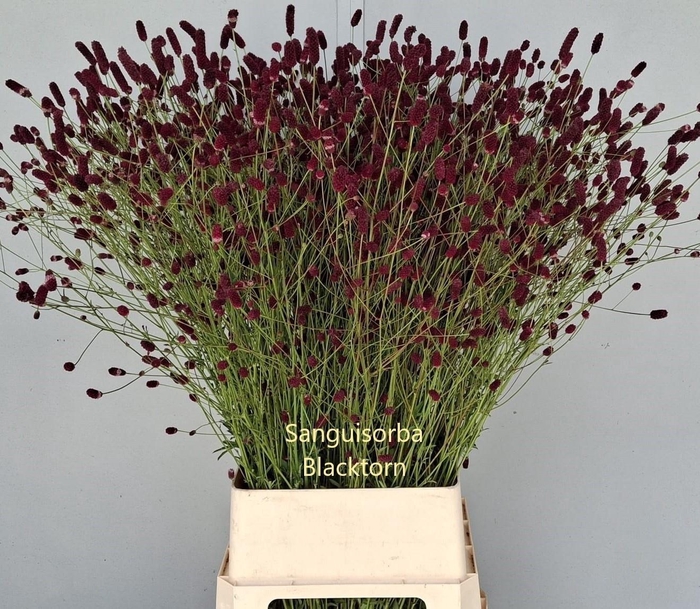 <h4>SANG BLACKTHORN</h4>