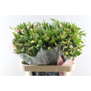 Alstr Elegance (l.rose)