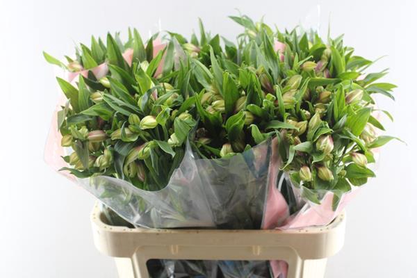 <h4>Alstr Elegance (l.rose)</h4>