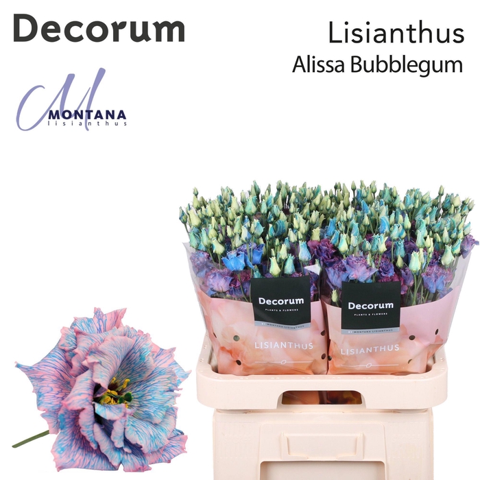 <h4>Lisianthus Alissa Bubblegum</h4>