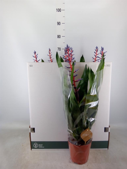 <h4>Aechmea  'Blue Rain'</h4>