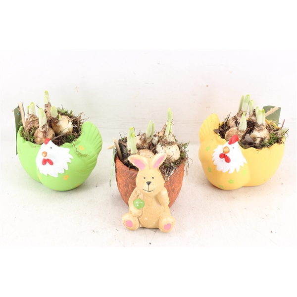 <h4>arr4 Narcis JS - Ker. pot chicken/bunny x6</h4>