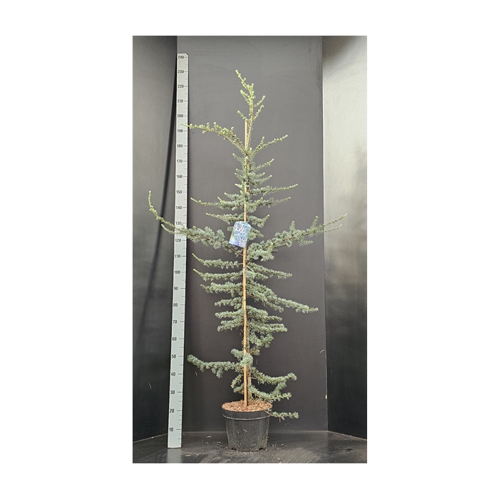 <h4>Cedrus libani Glauca</h4>