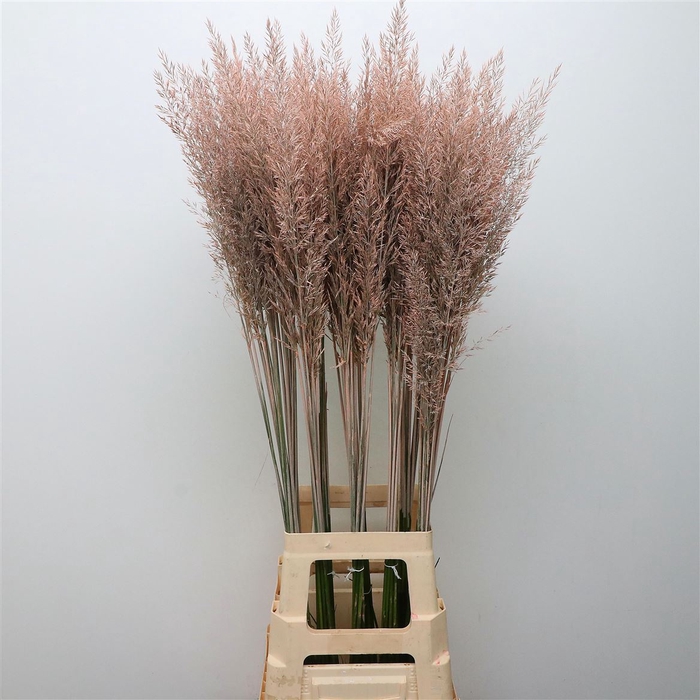 <h4>Calamagrostis Brachy Zalm</h4>