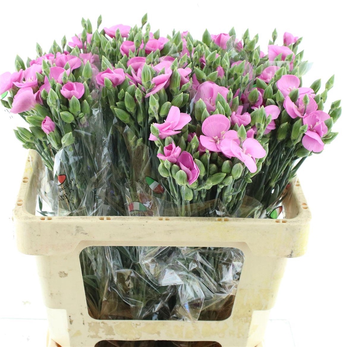 Di Tr Simply Lilla Extra