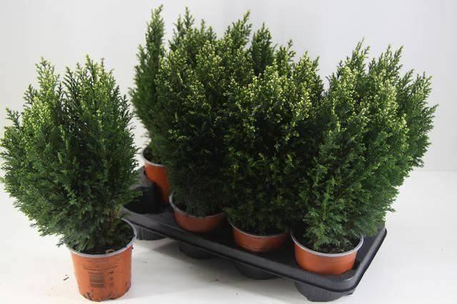 <h4>CHAM L SNOW WHITE</h4>