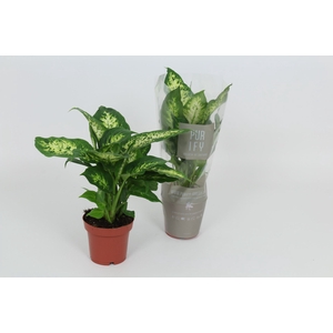 Dieffenbachia Compacta