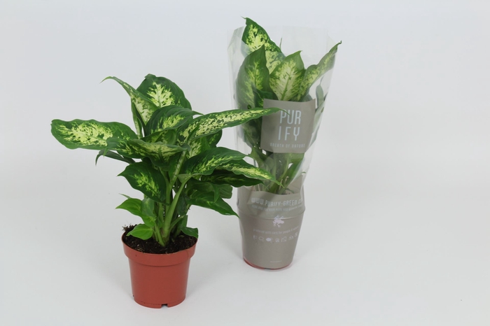 <h4>Dieffenbachia Compacta</h4>