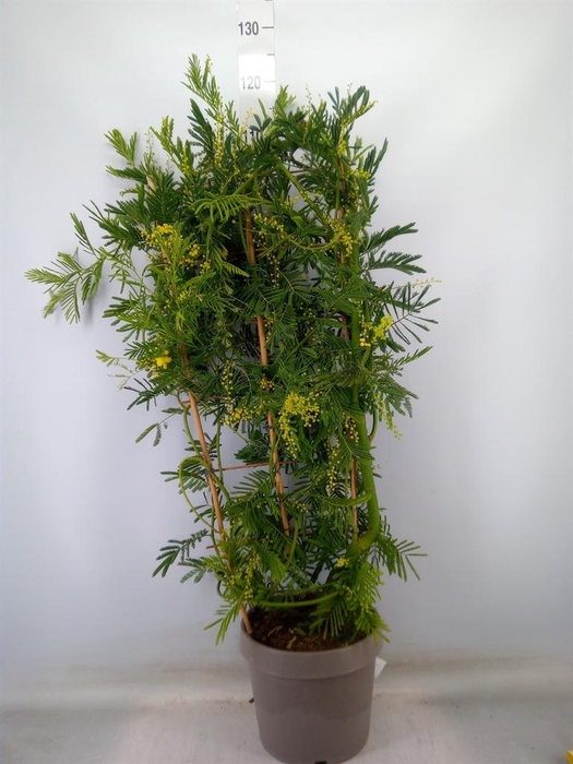 <h4>Acacia paradoxa</h4>