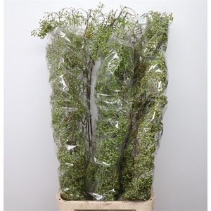 Rosa Corallo Green