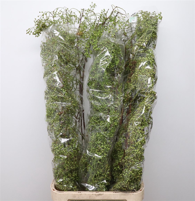 <h4>Rosa Corallo Green</h4>
