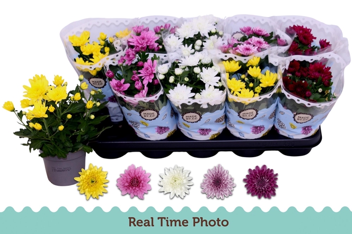 <h4>CHRYS GEVULDBL GEM</h4>