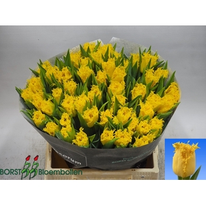 TU FR OV