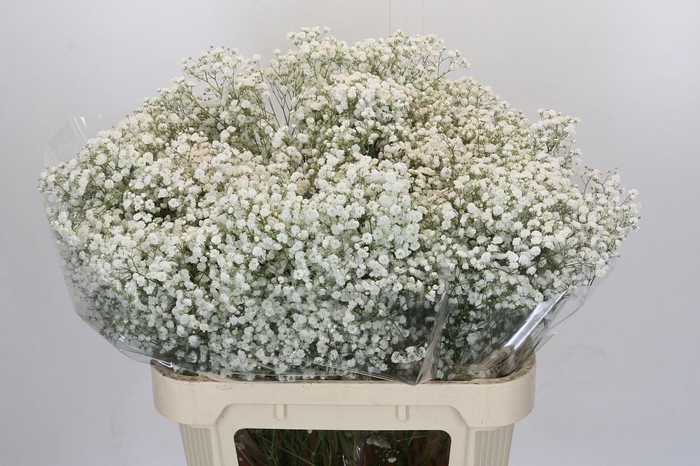 <h4>Gyps Xlence</h4>