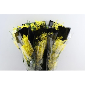 Mimosa Mirandole P Bunch