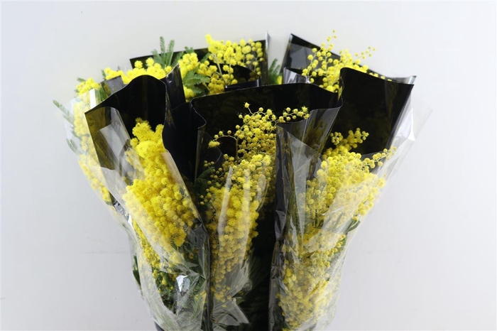 <h4>Mimosa Mirandole P Bunch</h4>