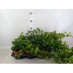 Hedera helix 'Wonder'