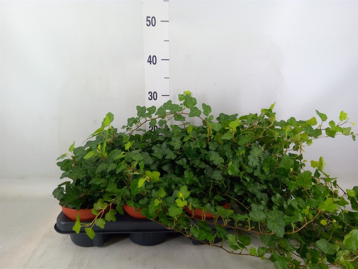 <h4>Hedera helix 'Wonder'</h4>