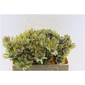 Kaaps Leucad Pubescens