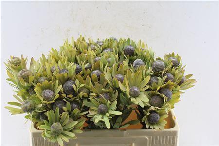 <h4>Kaaps Leucad Pubescens</h4>