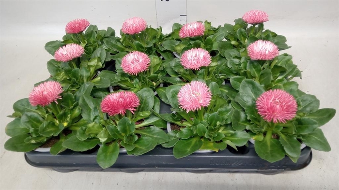 <h4>Bellis perennis 'Roggli Rose'</h4>
