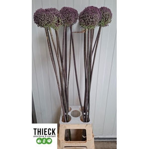 ALLIUM SUMMER DRUMME