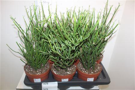 <h4>Euphor Tirucalli</h4>