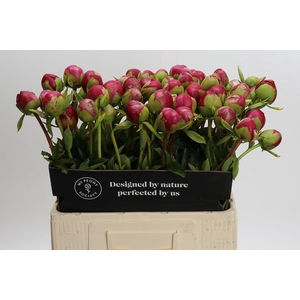 Paeonia Command Performance