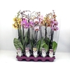 Phalaenopsis grootbloemig 2 tak gemengd in tray GEV 2-60 G, Spotted mix