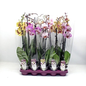 Phalaenopsis grootbloemig 2 tak gemengd in tray GEV 2-60 G, Spotted mix