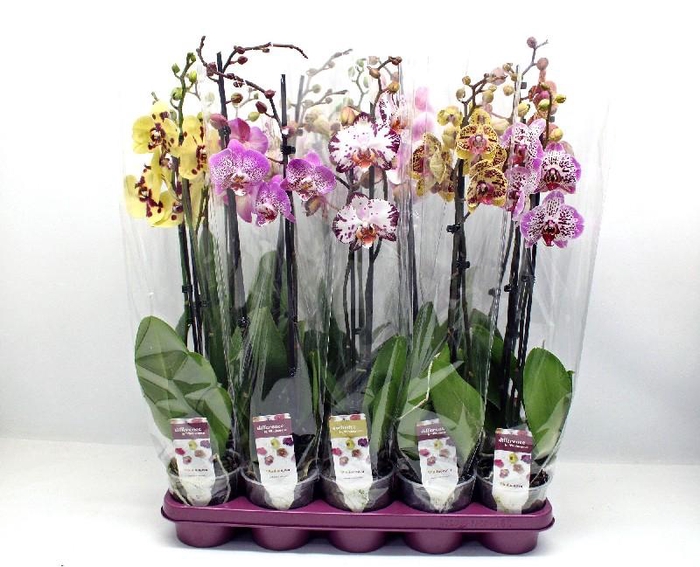<h4>Phalaenopsis grootbloemig 2 tak gemengd in tray GEV 2-60 G, Spotted mix</h4>