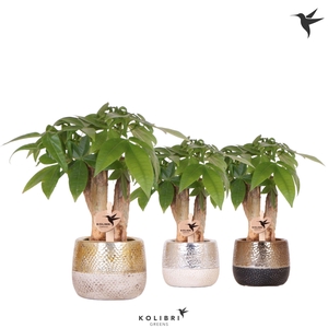 Kolibri Greens Pachira in Elite pot mix