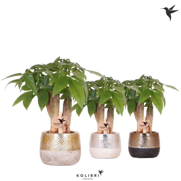 <h4>Kolibri Greens Pachira in Elite pot mix</h4>