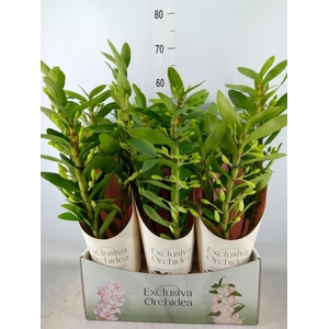 Dendrobium nob. 'StarCla Yellow'