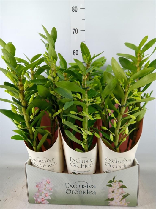 <h4>Dendrobium nob. 'StarCla Yellow'</h4>