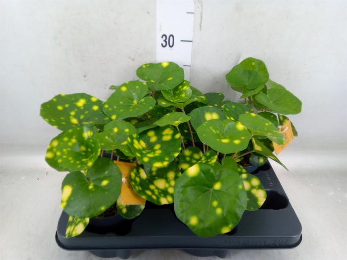 <h4>Farfugium japon. 'Wavy Gravy'</h4>