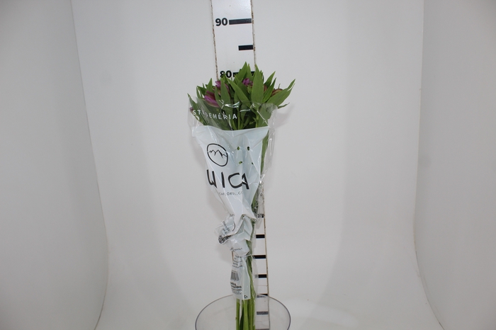 <h4>ALSTROEMERIA BAHIA 080 CM</h4>