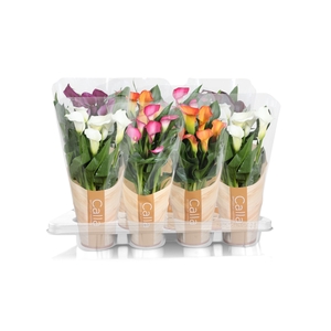 Zantedeschia gemengd Calla mix in bedrukte hoes
