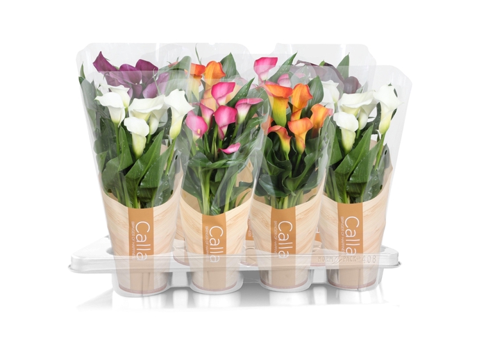 <h4>Zantedeschia gemengd Calla mix in bedrukte hoes</h4>