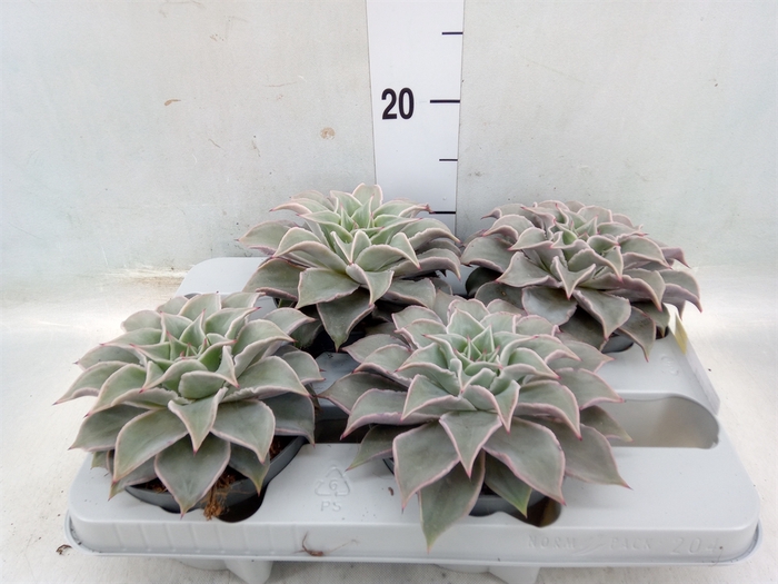 <h4>Echeveria   ...</h4>